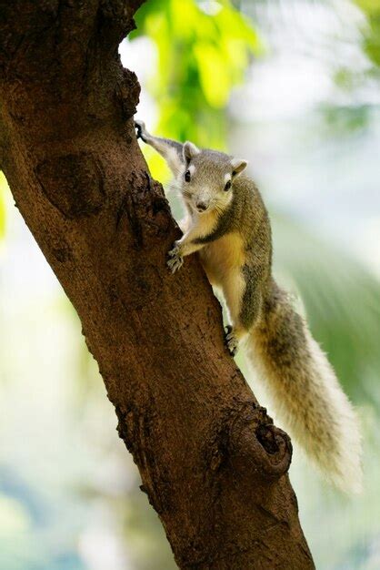 Nettes flaumiges graues eichhörnchen das auf dem baum und augen spähen