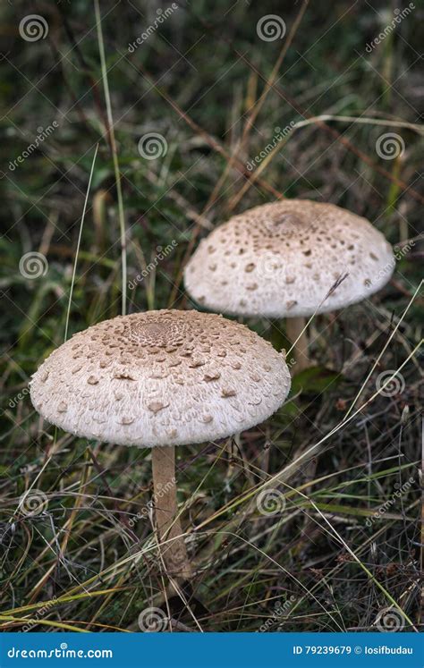 Cogumelo De Parasol X28 Procera X29 De Macrolepiota Imagem De