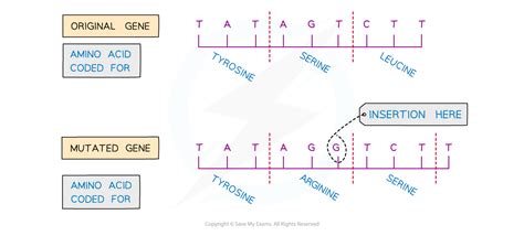 Mutations Gcse Biology Revision Notes