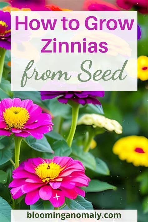 How To Grow Zinnias From Seed Video Flower Garden Container