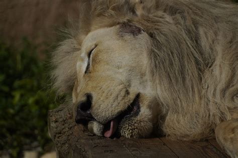 Lion Dormir Nature Photo Gratuite Sur Pixabay Pixabay