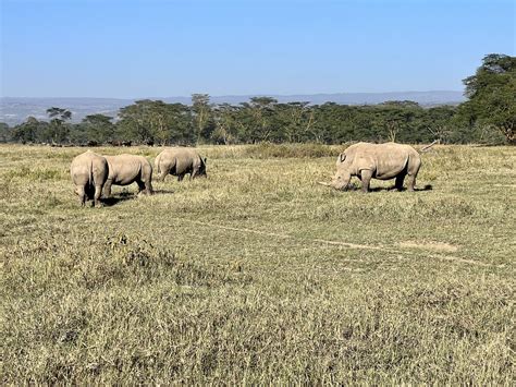 Game Drive In Lake Nakuru National Park Horace Cavallaro Flickr