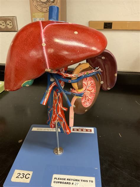 Unit 5 Lab Arteries And Veins 3 Diagram Quizlet