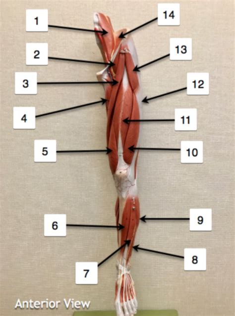 Biol5 Unit3 Muscles Practical Practice 25 Large Leg Anterior Diagram Quizlet