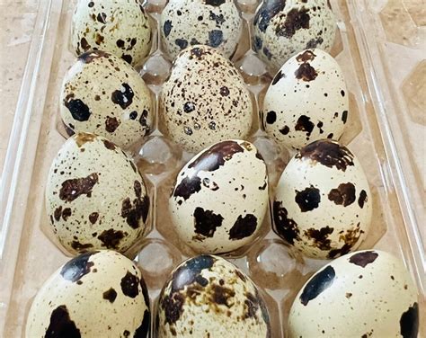 13 Fertile Jumbo Coturnix Quail Egg Texas Aandm Shipped In Etsy