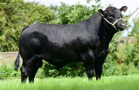 Angus Bull Carrying Double Muscling Gene Source Progressive Genetics