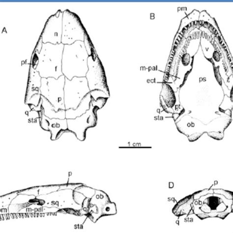 Pdf An Overview Of Caecilians Lissamphibia Gymnophiona With