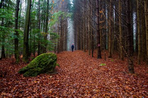 Romanias Photo Contest Winners Show Colourful Paths Through The Forest