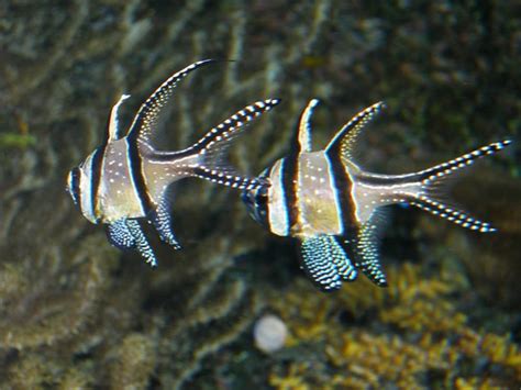 little fish | Felpa | Flickr