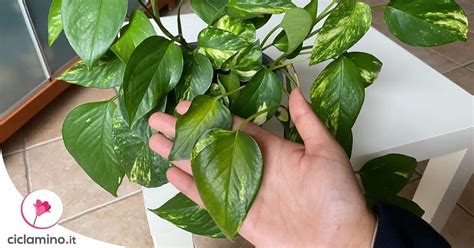 Consigli Di Routine Per Il Pothos Per Farlo Vivere Per Sempre Artofit