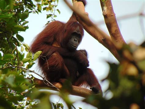 Yang Punya Nama Sama Musti Bangga Bayi Orang Utan Ini Diberi Nama