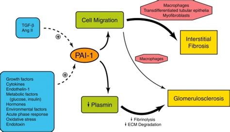 Metabolism Signaling Pathway Creative Diagnostics