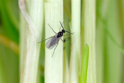 C Mo Eliminar La Mosca Del Sustrato Con Remedios Naturales