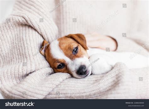 how to tell if a dog is ill