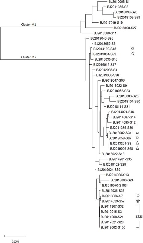 Frontiers Molecular Characteristics Of Klebsiella Pneumoniae Isolates