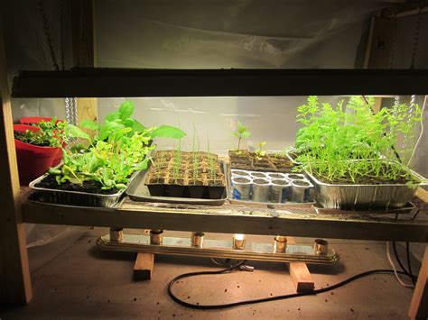 What Plants Grow In Fluorescent Light at Janice Hogan blog