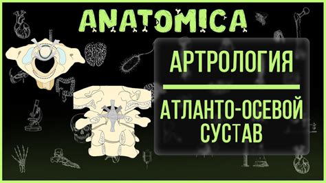 Атлантоосевой сустав / Соединение позвоночника с черепом / Артрология ...