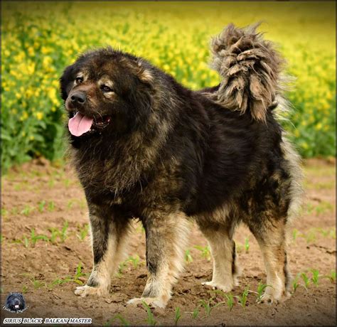 Sirious Black Balkan Master Balkan Master Kennel