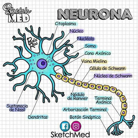 Tareas Neurona Y Sus Partes Neuronas Anatomia Y Fisiologia Humana