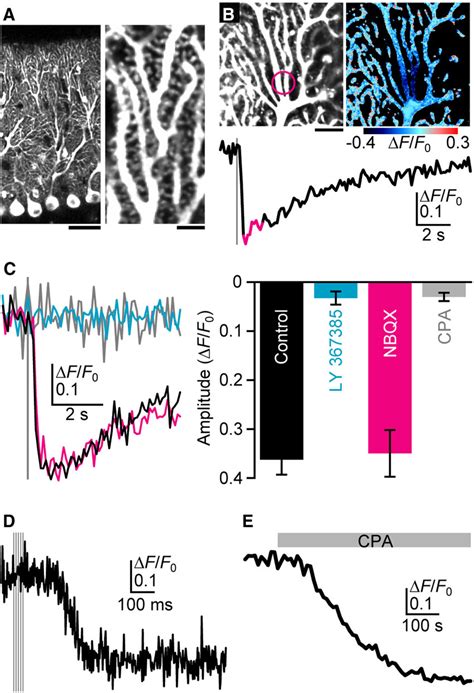 Visualization Of PF Induced ER Ca 2 Dynamics A G CEPIA1er Expressing