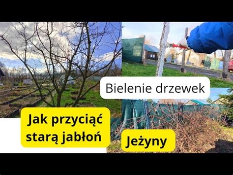 Cięcie starej jabłoni Bielenie drzewek owocowych Cięcie jeżyny Prosty