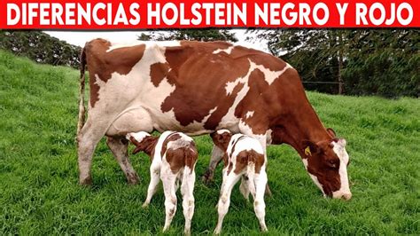 Existe Diferencia Entre Las Vacas Lecheras Holstein Rojo Y Holstein