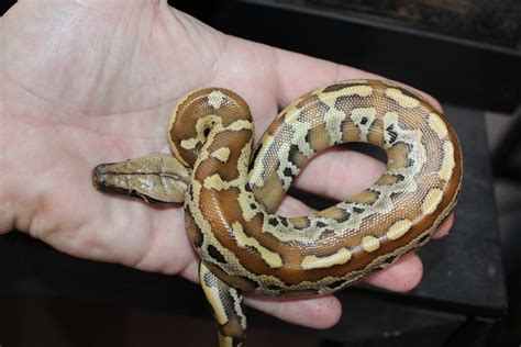 Blood Python By Land To Sea Exotics Morphmarket