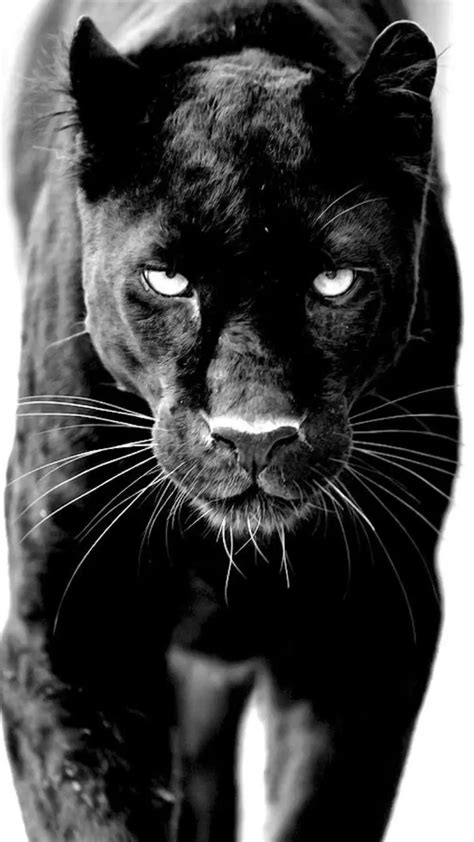 Black Panther Wall Art Etsy Nederland Artofit
