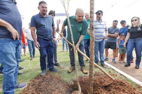 Programa De Arboriza O Vai Plantar Mil Mudas Nativas No Df Em