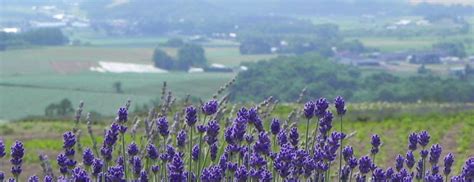 Flower Season in Hokkaido | Kyuhoshi