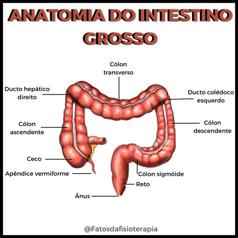 ANATOMIA DO Intestino Grosso Anatomia Dos Sistemas