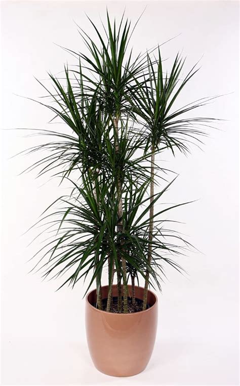Dracaena Plant Care - How to Grow Dracaena Plants | Apartment Therapy