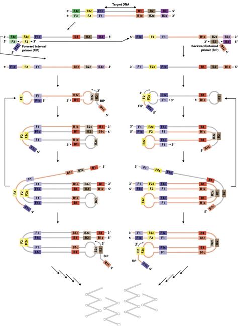 Loop Mediated Isothermal Amplification Lamp