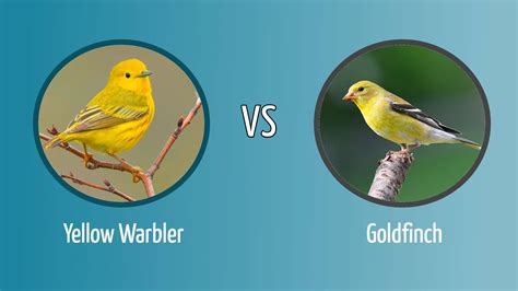 Yellow Warbler vs. Goldfinch: How to Tell the Difference - Optics Mag