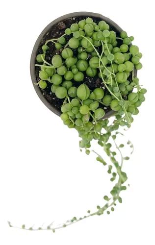 Planta Natural Suculenta Senecio Rowleyanus Rosario X 2 Uni Mercadolibre