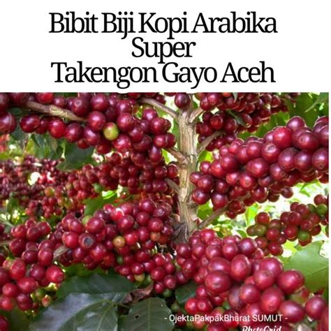 Jual Benih Biji Seed Bibit Kopi Arabika Ateng Super Unggul Takengon