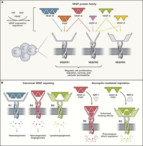 Vegf In Signaling And Disease Beyond Discovery And Development Cell