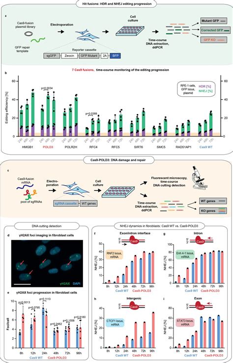 Rapid Genome Editing By CRISPR Cas9 POLD3 Fusion ELife