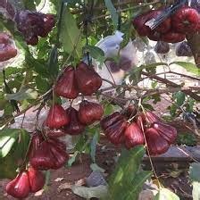 Jual BIBIT JAMBU AIR CITRA CEPAT BERBUAH Shopee Indonesia