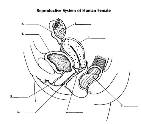 The Female Reproductive System Worksheet