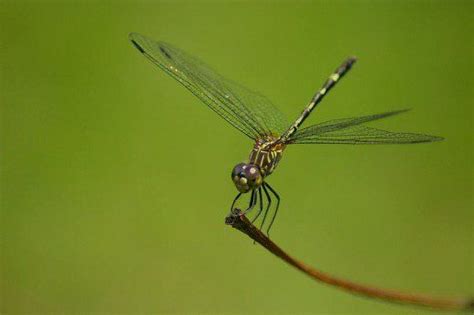 The Difference Between The Damselfly Dragonfly Dragonfly Damselfly