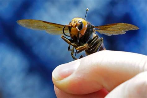 Giant Murder Hornets Invading Us Could Be Stopped With Bizarre New Sex Spray The Us Sun