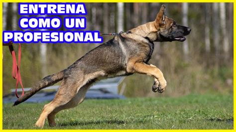 Aprende A Entrenar Perros Profesionalmente Dalecan