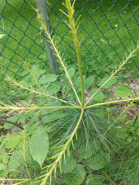 Eastern white pine sapling has interesting looking new growth : r/botany