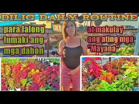 TIPS KUNG PAANO ANG PAG AALAGA AT ORAS NG PAGDIDILIG NG ATING MGA