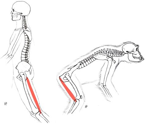 Study shows changes in anatomy would have made walking easier without ...