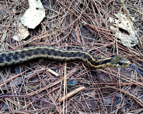 Culebra Listonada Amarillenta Anfibios Y Reptiles Del Parque Nacional