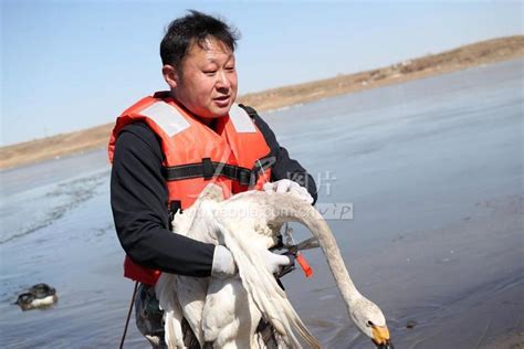 内蒙古乌兰察布：市民破冰入湖救助伤重大天鹅 人民图片网