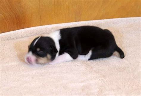 Decker Terrier Puppies for Sale