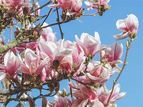 Magnolia Fleur Le Printemps La Photo Gratuite Sur Pixabay Pixabay